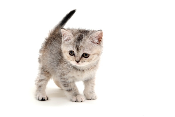 gray fluffy purebred kitten stands on