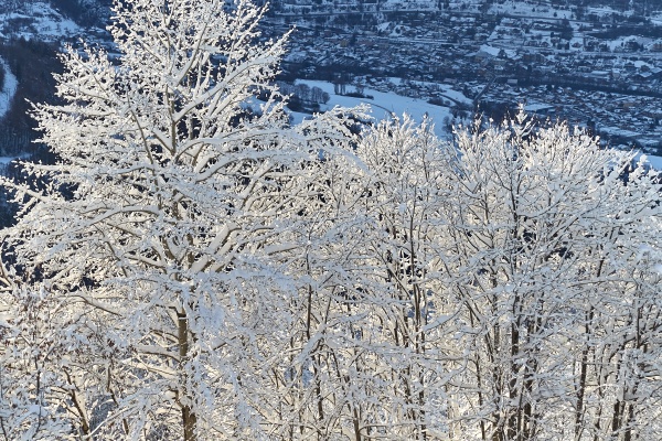 snowy trees in the mountains