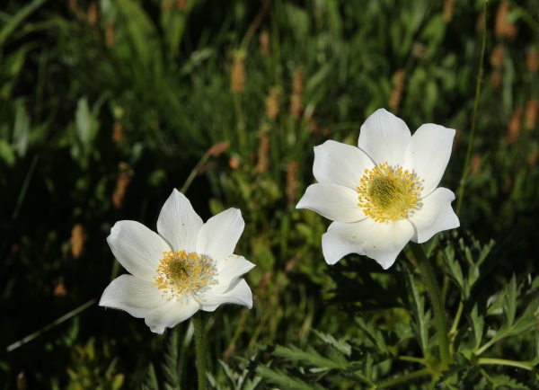 white alpine anemones
