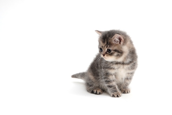 a gray striped purebred kitten sits