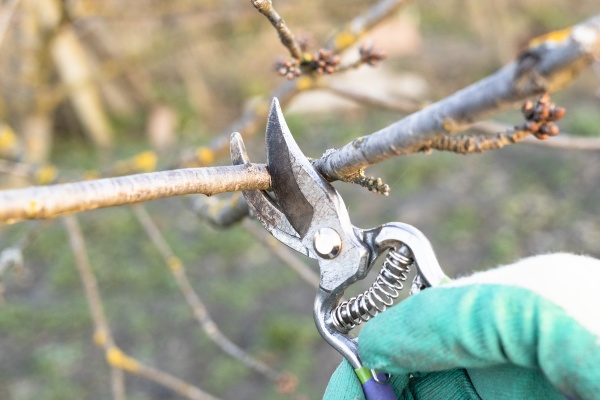 pruning twig of fruit tree with