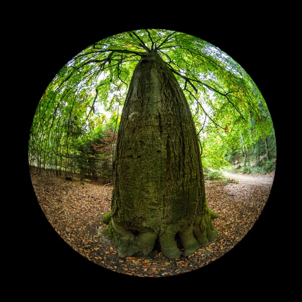 huge beech tree trunk in a