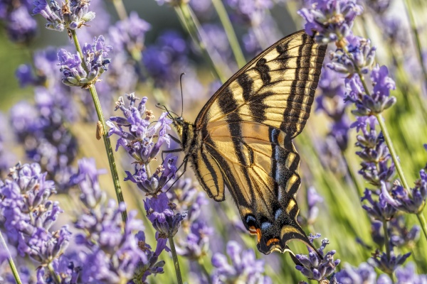 swallowtail butterfly on lavender flowers