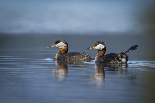 two red necked grebes swimming on