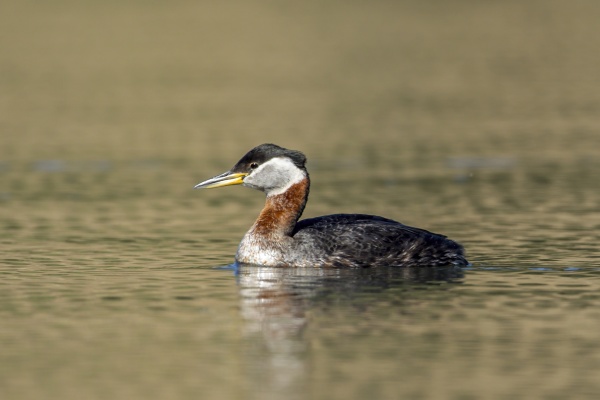 red necked grebe swims in open
