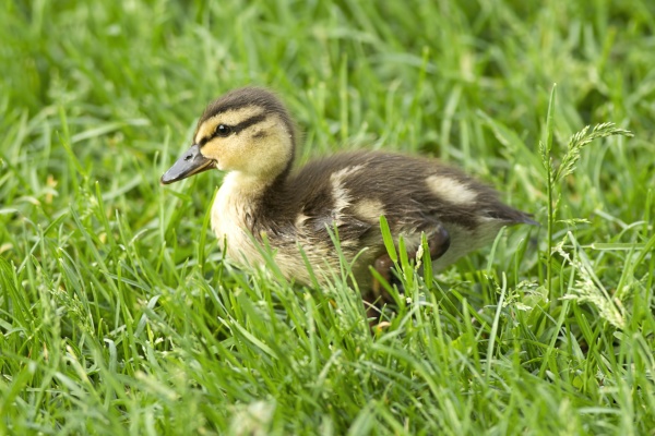 mallard duckling in spokane washington
