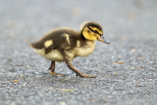 mallard duckling on walking path