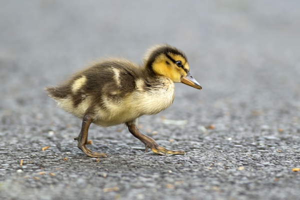 mallard duckling walks across sidewalk