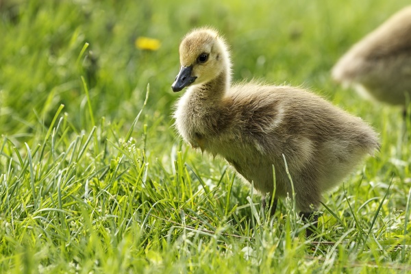 gosling walks in grass at manito