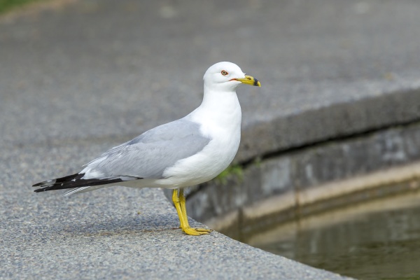 ring billed gull by a pond
