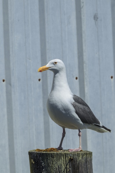 herring gull standing on a piling