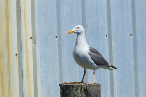 herring gull on a post