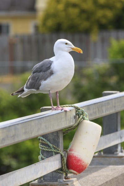 herring gull on a railing