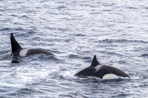 killer whales orcinus orca