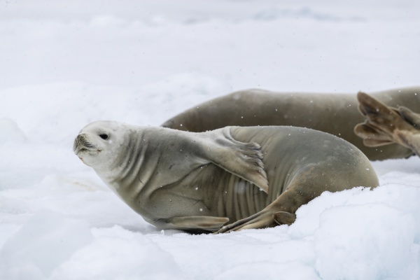 an adult crabeater seal lobodon