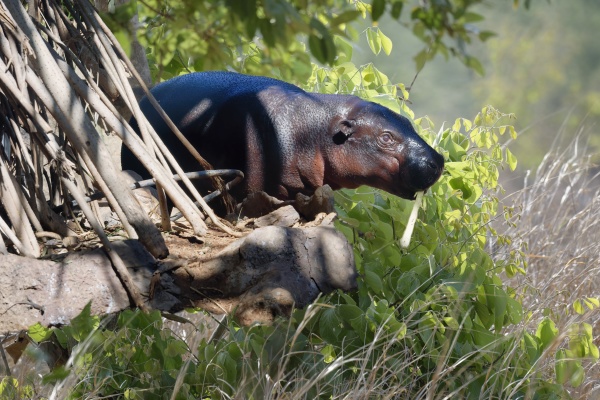 pygmy hippopotamus choeropsis liberiensis
