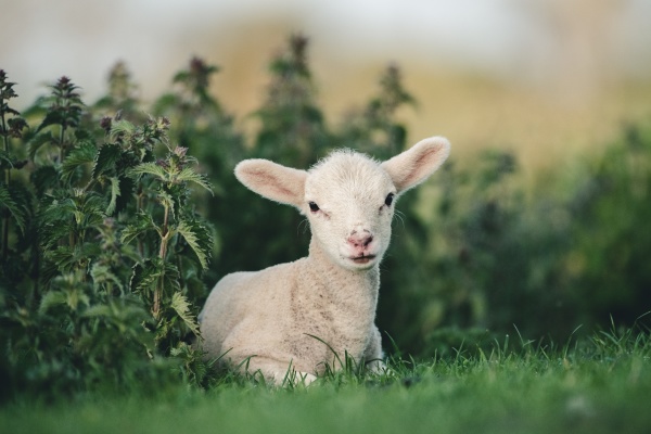 young spring lamb lying in a