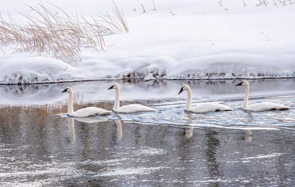 four trumpeter swans cygnus buccinator