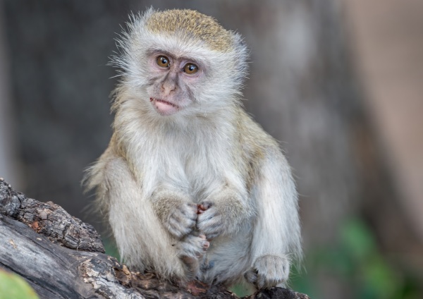 portrait of young vervet monkey