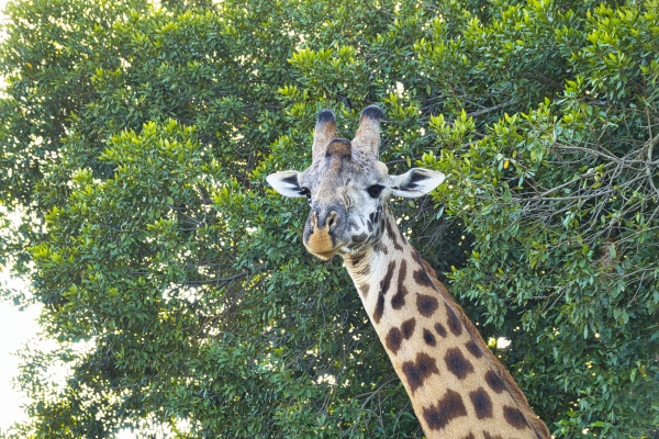 giraffes in the tsavo east