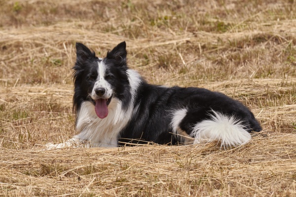 happy border collie in a straw
