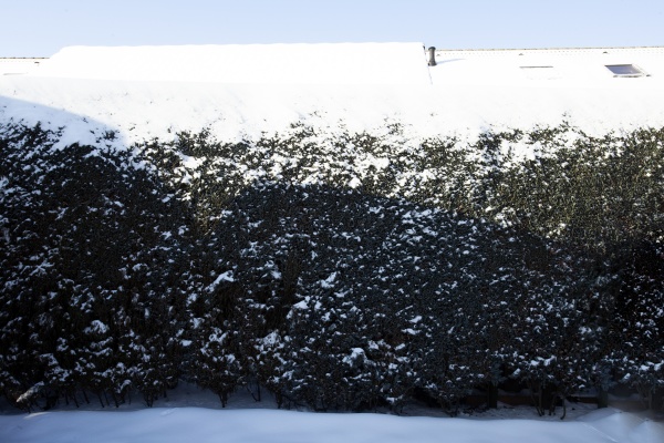 green hedge covered with snow at