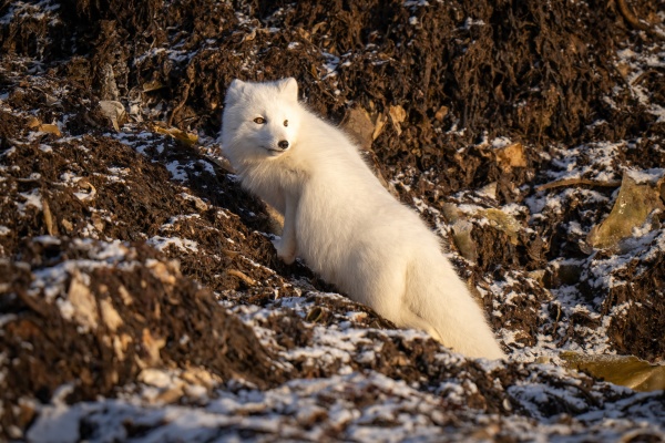 arctic fox climbs rocky tundra looking