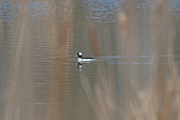 a bufflehead swimming in a wetland