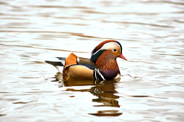 mandarin duck swimming in a pond