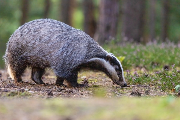 european badger is walking in the