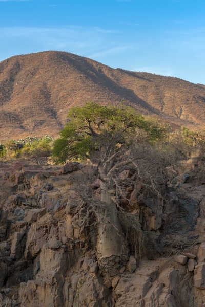 large baobab tree on the banks