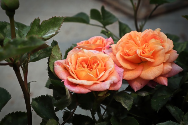 closeup of peach colored rose flowers