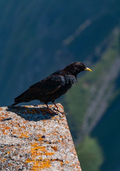 mount pilatus blackbird