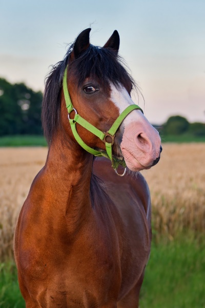 portrait of a pretty bay pony