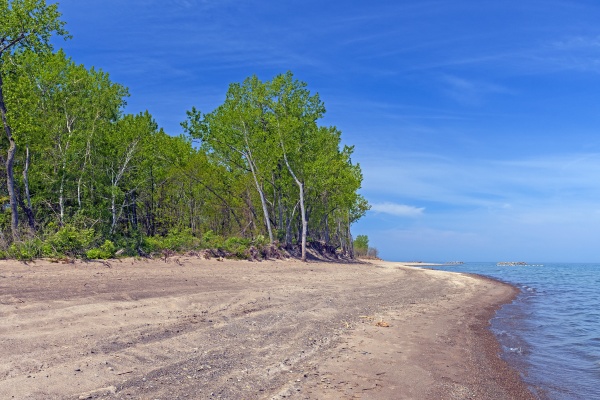 forested sandy beach on the great