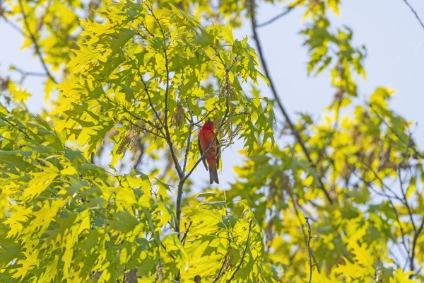 scarlet tanager singing in a tree