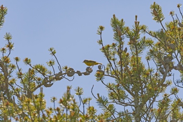 a nashville warbler sitting in a