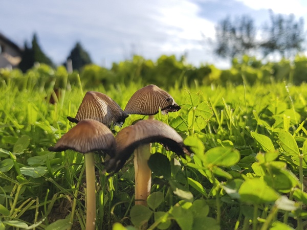 a small mushrooms and a green