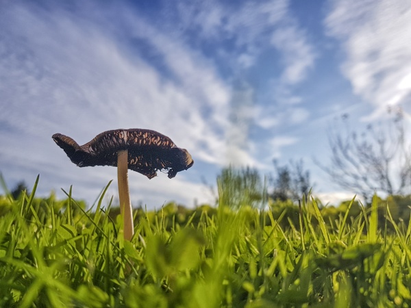 a small mushroom during a nice