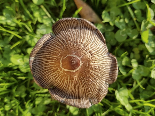 a small mushroom up to down