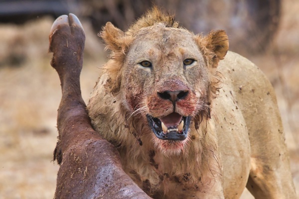 close up of a wild lion