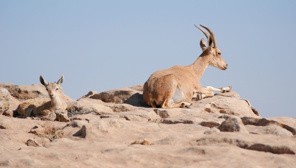ibex in the negev desert in