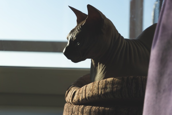 sphynx hairless cat is resting