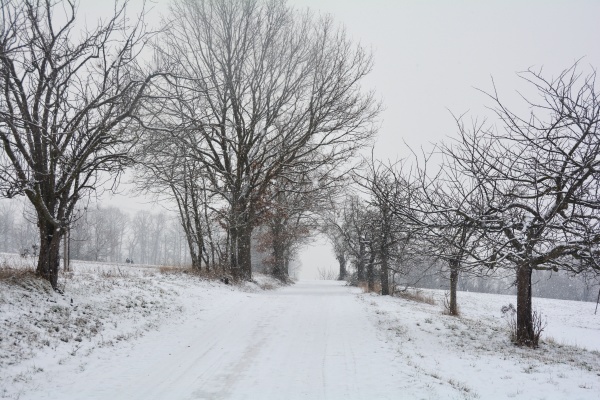 a snowy path through trees in