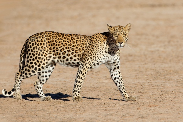 leopard walking kalahari desert