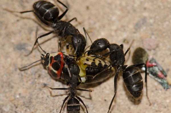 ants cutting up a shield bug