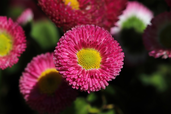 closeup of pink and yellow english