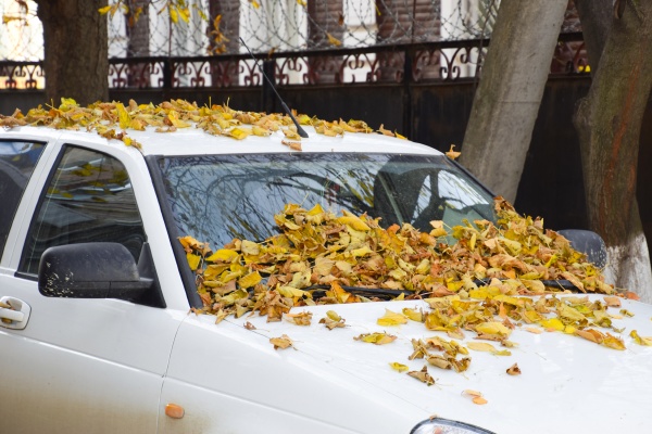 dry yellow leaves on the car