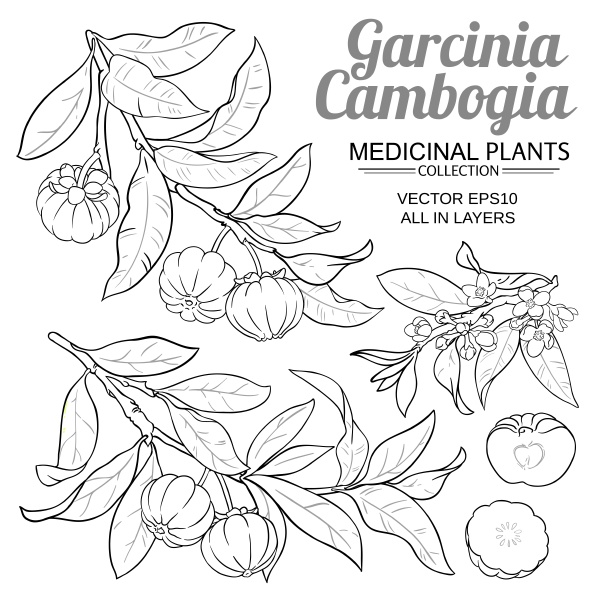 garcinia branches vector set on white