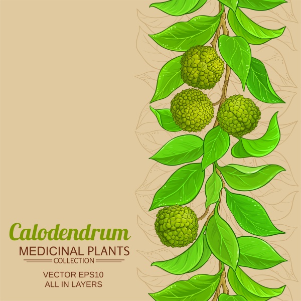 calodendrum branches vector pattern
